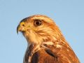 Buteo buteo